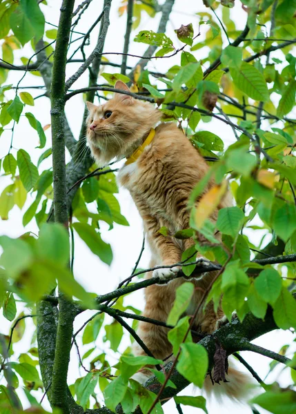 Home fluffy cat sits on a tree in the green foliage, shallow dep — Stock Photo, Image