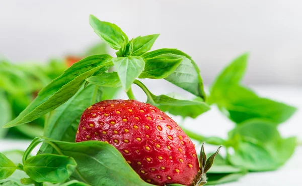 薄荷和草莓，浅景深的特写 — 图库照片