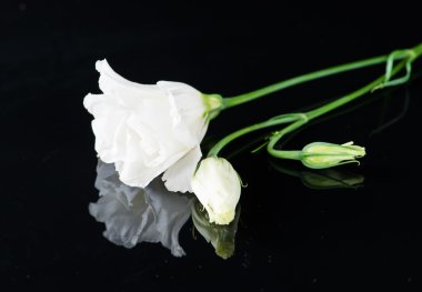 siyah zemin çiçek eustoma