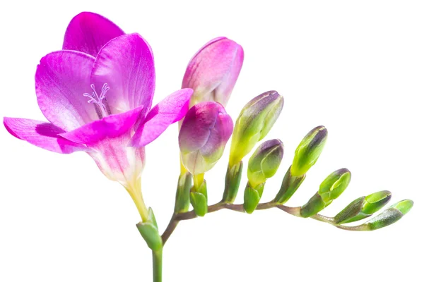 The branch of purple freesia with flowers and buds, isolated on — Stock Photo, Image