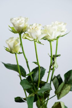 gri bir arka plan üzerinde beyaz çiçek gül bush