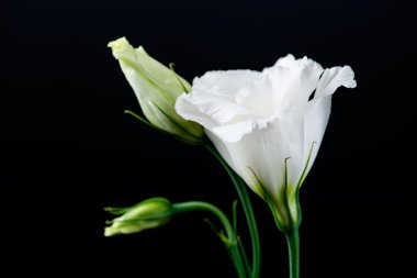 eustoma çiçek siyah bir zemin üzerine closeup