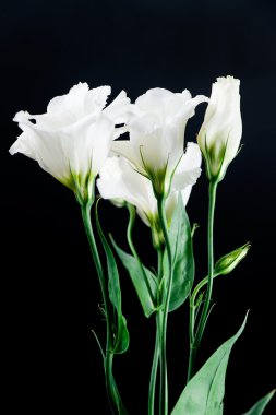 eustoma çiçek siyah bir zemin üzerine closeup