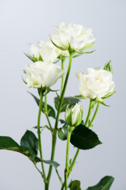 gri bir arka plan üzerinde beyaz çiçek gül bush