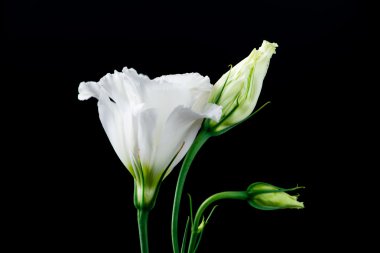 eustoma çiçek siyah bir zemin üzerine closeup