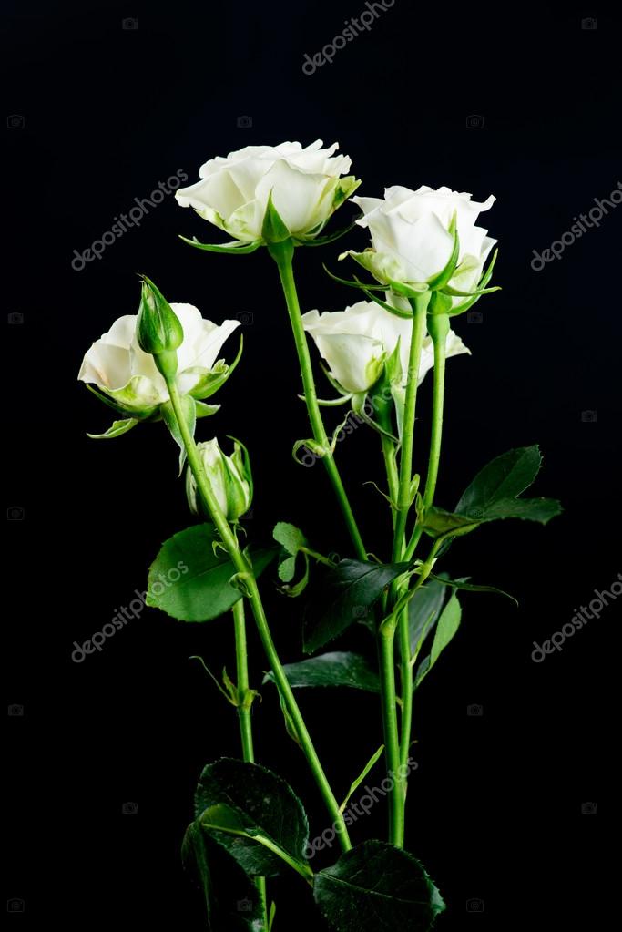 Arbuste Fleur Blanche Rose Sur Fond Noir Photographie