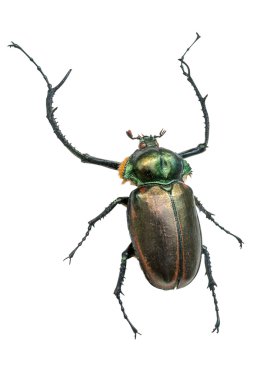 Uzun boynuz böceği (Cerambycidae dev). Üzerinde beyaz bir backg izole