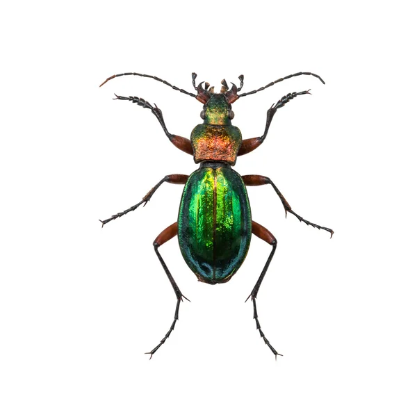 Scarabeo a terra Calosoma inquisitore femmina o bruco-cacciatore i — Foto Stock