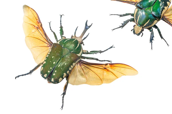 Zbliżenie: Pronghorn chrząszcz (lat. Chelorrhina Polifem), Buru — Zdjęcie stockowe