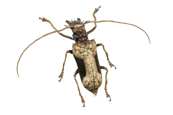 Besouro-escaravelho Scarabaeidae, macho, isolado sobre fundo branco — Fotografia de Stock