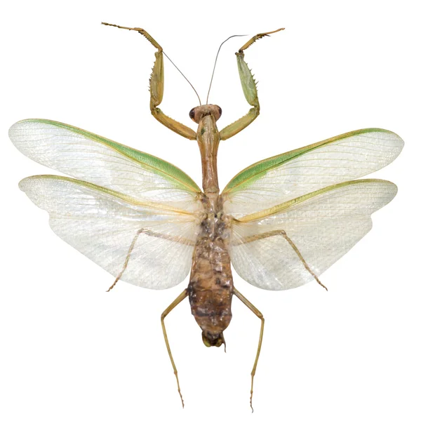Mantis religiosa, isolado sobre fundo branco — Fotografia de Stock