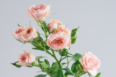 Soluk pembe Gül bush