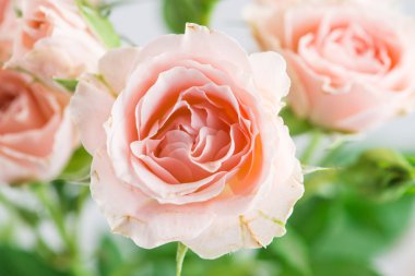 Soluk pembe Gül bush