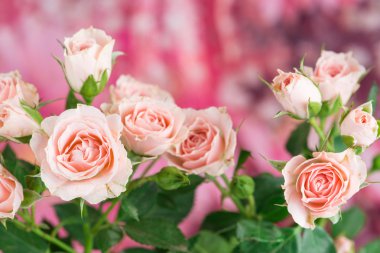 Soluk pembe Gül bush