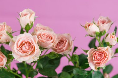 Soluk pembe Gül bush