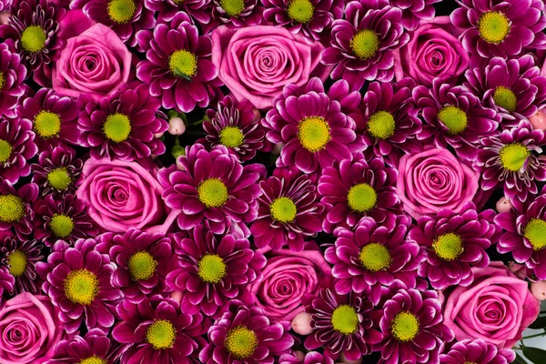 Flores coloridas textura fundo com margaridas crisântemos — Fotografia de Stock