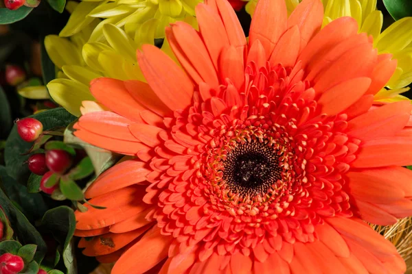 꽃다발에 아름 다운 오렌지 gerbera 매크로 — 스톡 사진