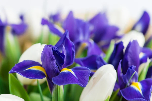 Iris a Tulipán makro — Stock fotografie