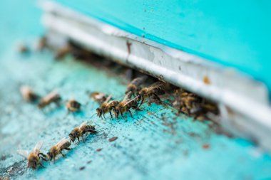 Arı kovanlarının etrafında uçuşan bal arıları.