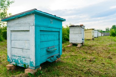 Bal arı kovanlarını bahçede