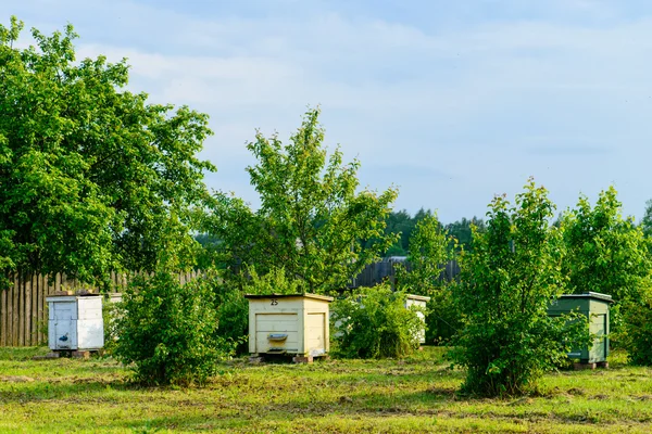 Honey bee bijenkasten in de tuin — Stockfoto