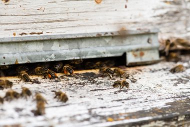 Tatlım kaynıyor ve kendi arı kovanı uçan arılar makro