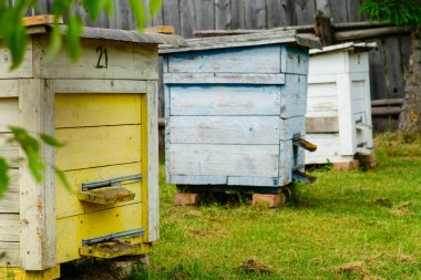 Bal arı kovanlarını bahçede