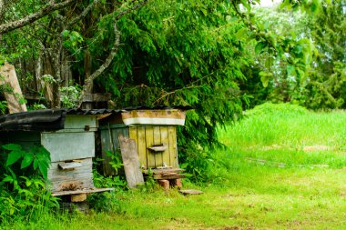 Bal arı kovanlarını bahçede