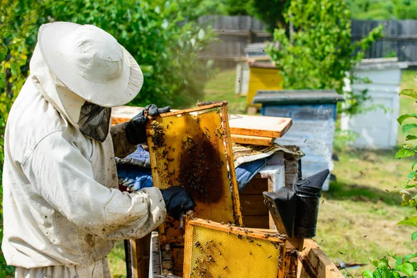 Bijenteelt. Imker aan het werk — Stockfoto