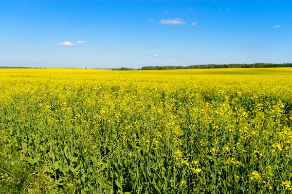 A virágzás a repce kék ég a növény zöld arany területén — Stock Fotó