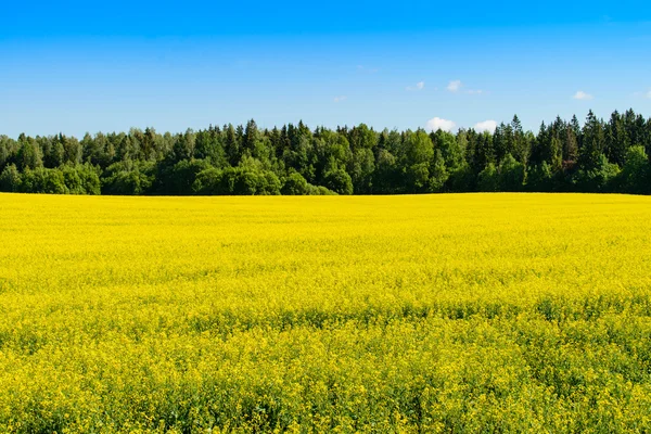 Campo dorato di colza fiorita con pianta cielo blu per verde — Foto Stock