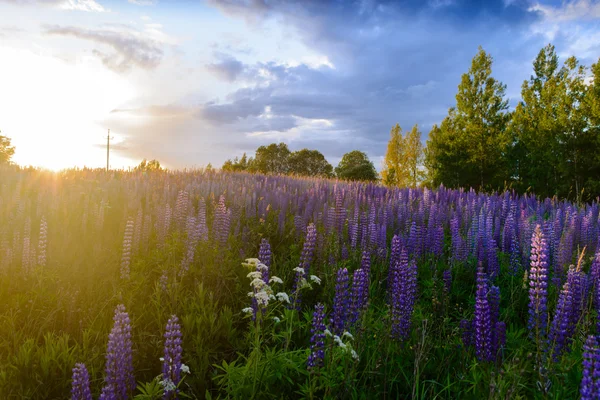 Bellissimo Campo di lupino blu al tramonto, sfondo azzurro — Foto Stock