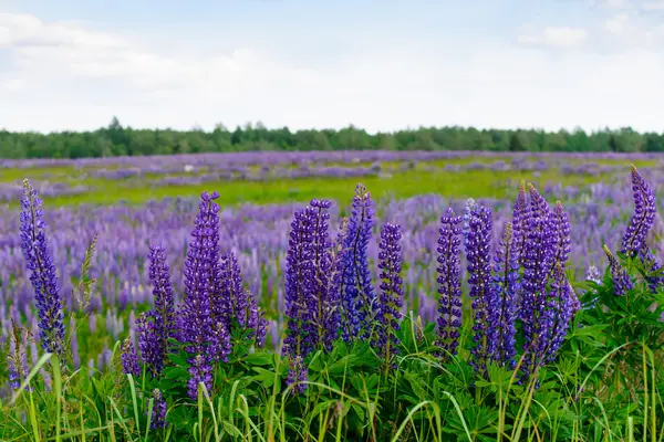 Bellissimo campo di lupino blu, concentrarsi sul breve termine — Foto Stock