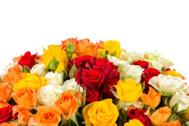 renkli çalı gül arka plan üzerine beyaz izole et. Aşırı sığ