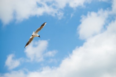 martı karşı mavi gökyüzüne uçar. Yatay yazdırma yönü kullanılarak 