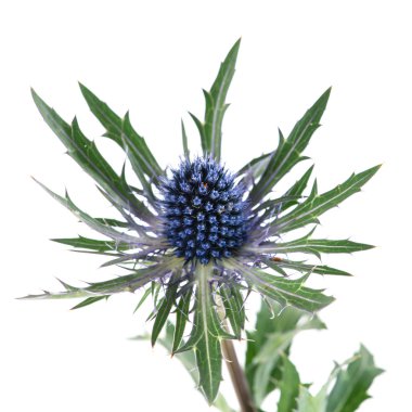 feverweed (Eryngium) beyaz izole