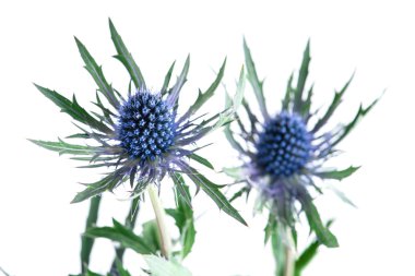 feverweed (Eryngium) beyaz izole