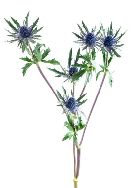 feverweed (Eryngium) beyaz izole