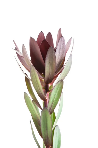 Folhas de árvore de leucadendron isoladas em branco — Fotografia de Stock