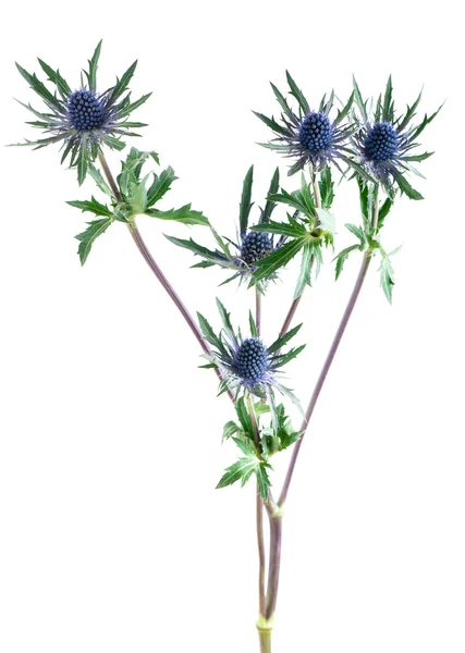 Feverweed (Eryngium) isolado em branco — Fotografia de Stock