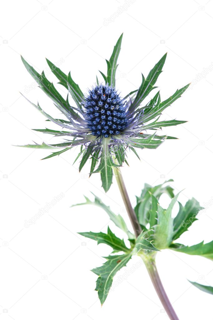 Feverweed (Eryngium) isolate on white Stock Photo by ©smspsy 115282940
