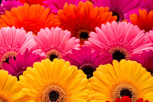 Fundo floral colorido gerbera macro, raso dof — Fotografia de Stock