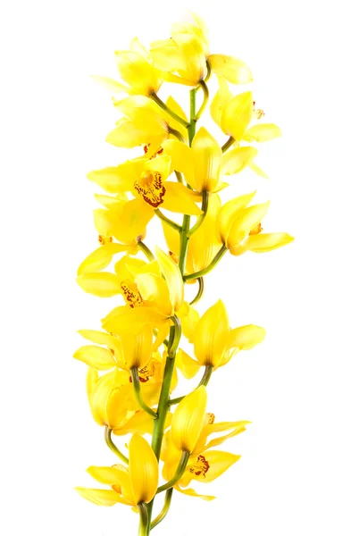 Orchidée cymbidium isolée sur fond blanc — Photo