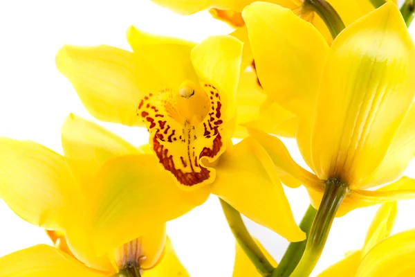 Макроцимбидиевая орхидея на белом фоне — стоковое фото