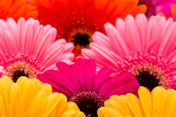 Fundo floral colorido gerbera macro — Fotografia de Stock