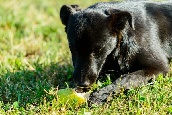 Black dog eats a pear lying on the grass, shallow depth of field