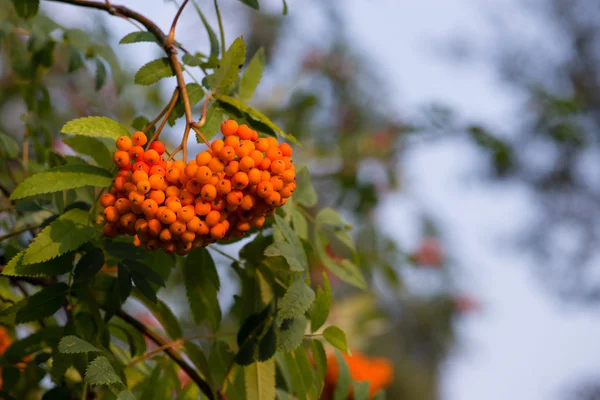 오렌지 마가 목 열매의 클러스터의 클로즈업 — 스톡 사진
