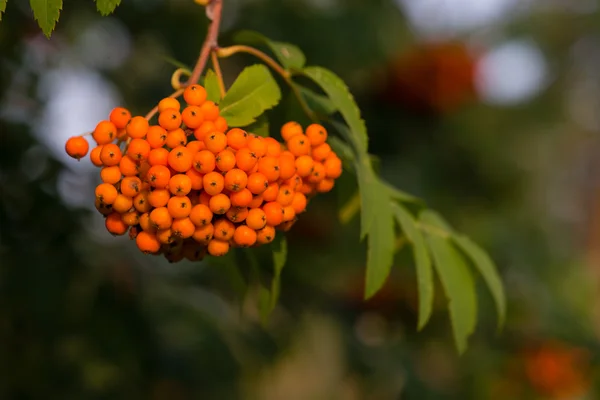 Κοντινό πλάνο ενός συμπλέγματος πορτοκαλί rowan μούρα — Φωτογραφία Αρχείου