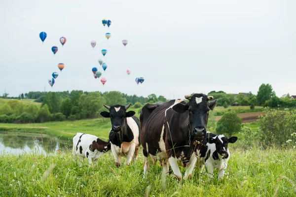 Krowa w łące na tle latających balonów — Zdjęcie stockowe