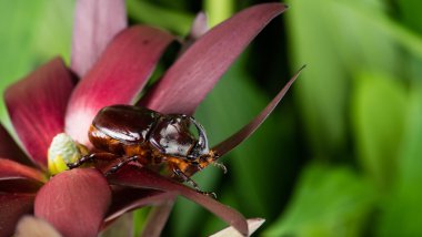 Gergedan böceği (Oryctes nasicornis), mocup